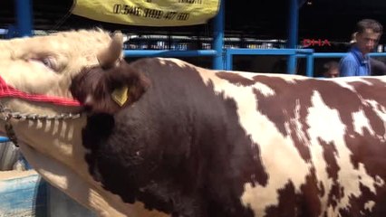 Bursa Kurban Pazarının 'Enleri' Kısa Sürede Satıldı Hd