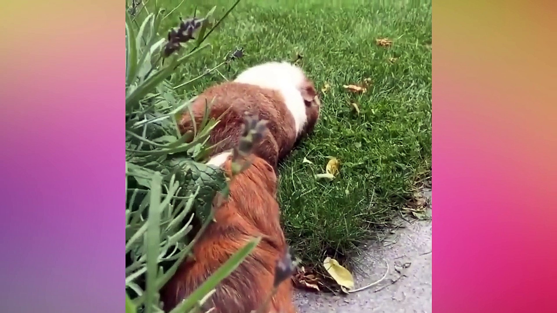 Забавные животные - Просто умилительное видео