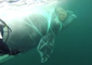 Chilean Navy Frees Whale Tangled in Fishing Net