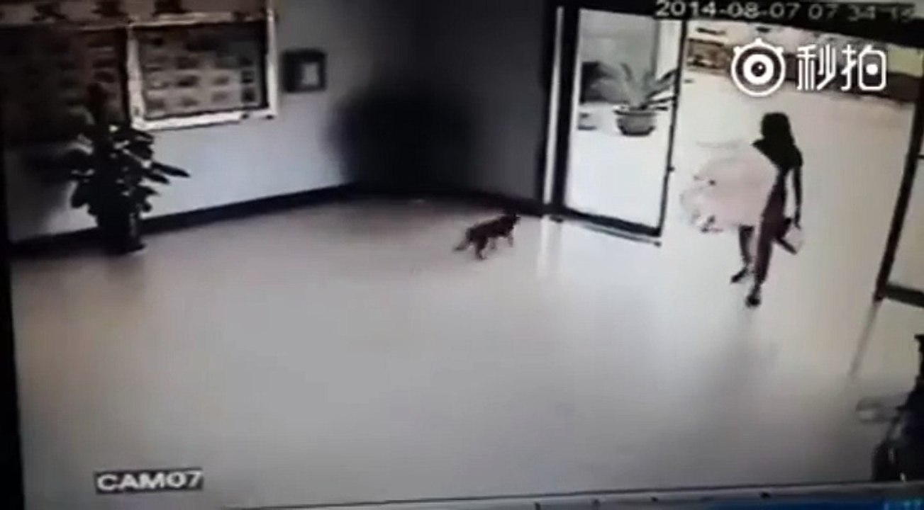 3 chiens VS 1 vitre
