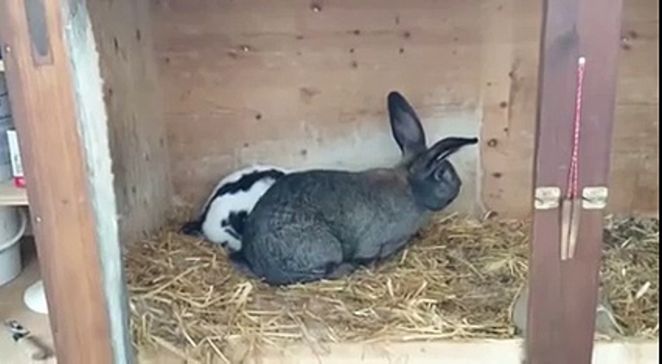 Coït rapide dun lapin - Vidéo Dailymotion