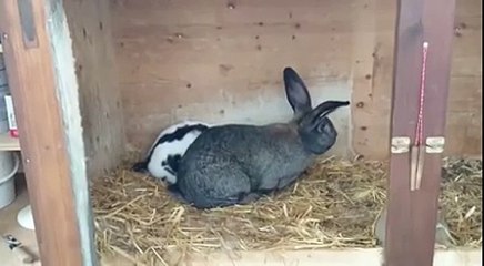 Coït rapide dun lapin