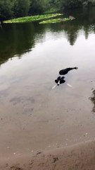 Une nouvelle race de crocodile