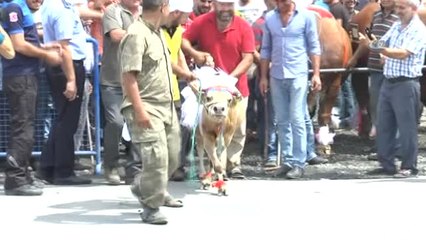 Birbirinden Güzel Kurbanlıklar Podyumda Boy Gösterdi