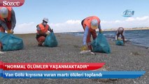 Van Gölü kıyısına vuran martı ölüleri toplandı