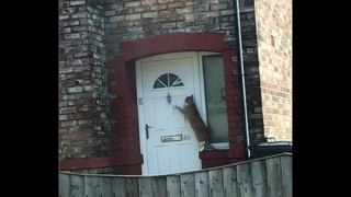 Ce chat toque à la porte pour rentrer