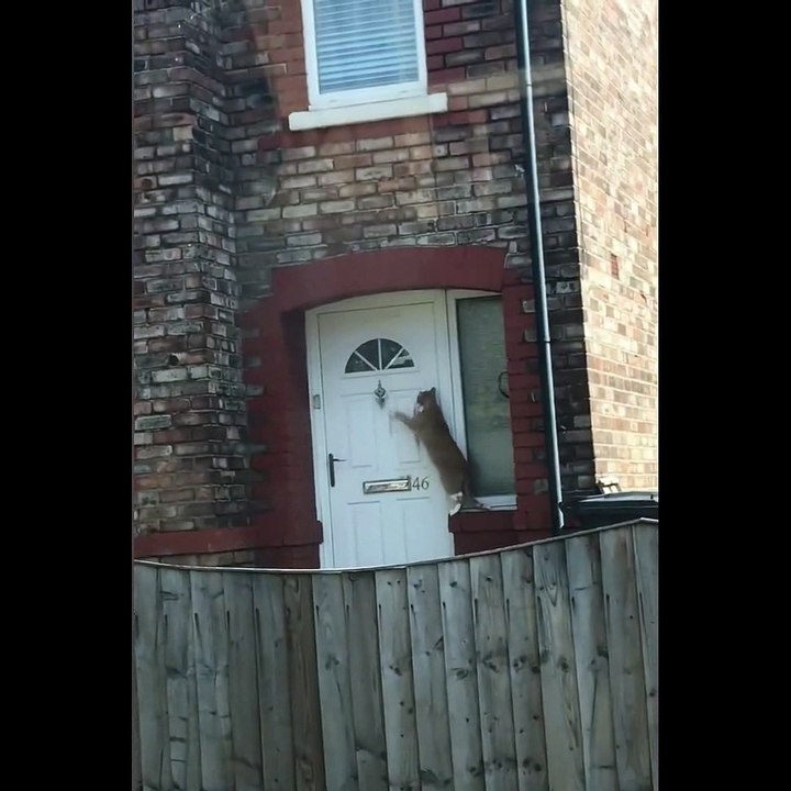 Ce chat toque à la porte pour rentrer