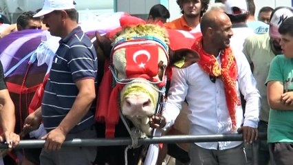 Birbirinden güzel kurbanlıklar podyumda boy gösterdi