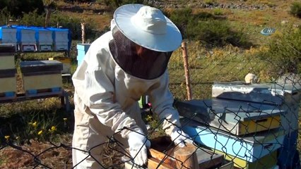 Akseki'nin meşhur Çimi Yaylası balı iklim kurbanı oldu