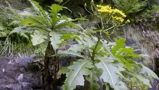 Natures Wonderlands Islands Of Evolution - S1 - E3 - Madeira- Island Ark - Feb 01, 2016