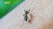 A Few Nifty Tricks for Keeping the Mosquitoes Away