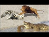 Lucky Zebra Fight Off Lion, Leopard and Crocodile in Jungle