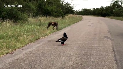 Cheeky eagle steals mate’s lunch