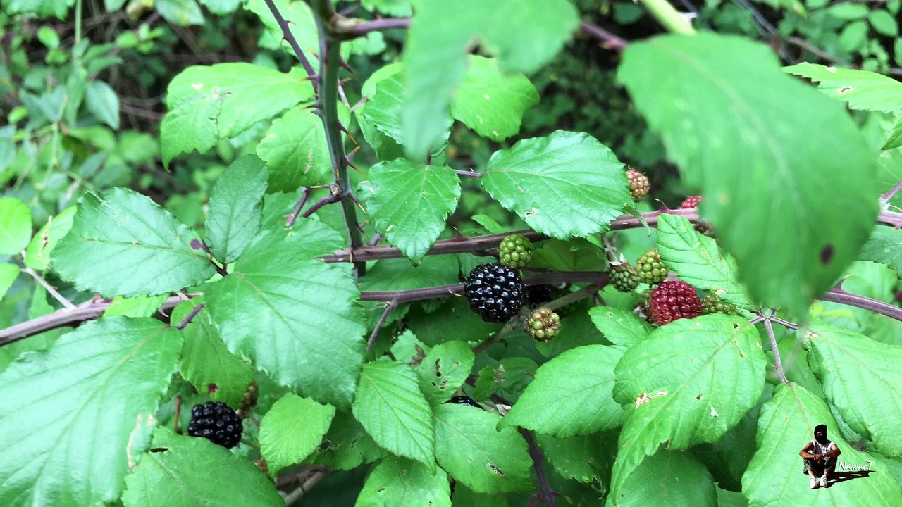 Étape 14 : Tours – Sorigny / Saint-Jacques-de-Compostelle par la Voie de Tours – 15 août 2017.