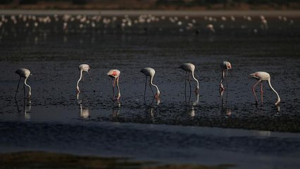 Cientos de personas participan en el anillado de flamencos de Málaga