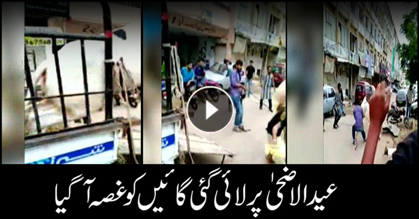 The wrath of the sacrificial animals ahead of Eid-ul-Azha