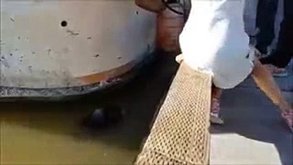 Sea Lion Taking A Girl Child From The Boat