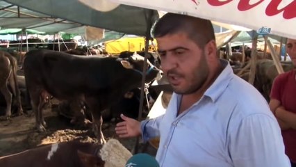 Demokratik Çadırın Keyifçi Danası