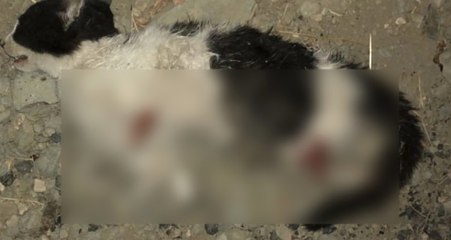 Sokak Hayvanlarına Eziyet Bitmiyor! Bursa'da 4 Ayağı Kesilmiş Kedi Bulundu