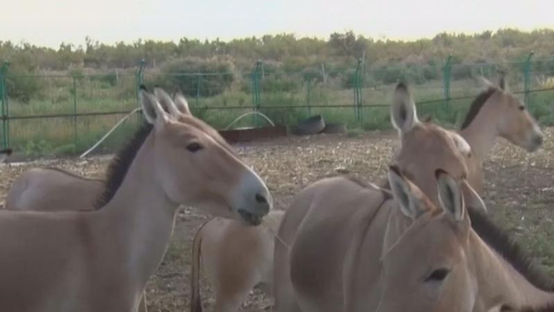 ⁣Watch: Endangered wild donkeys reappear in northwest China