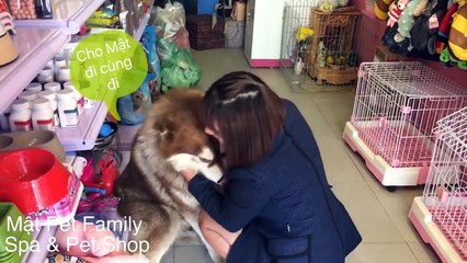 Alas Mật khôn quá trời khôn, lầy lội đủ trò đòi đi làm với chủ ::) - Mật Pet Family
