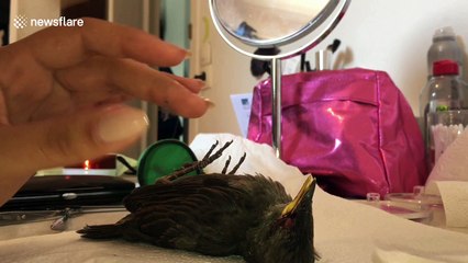 Good samaritan rescues bird from certain death