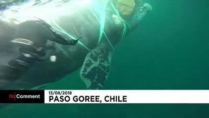 Resgatada baleia presa em rede de pesca