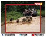 Flash Floods sweep away cows in Ramnagar, Uttarakhand