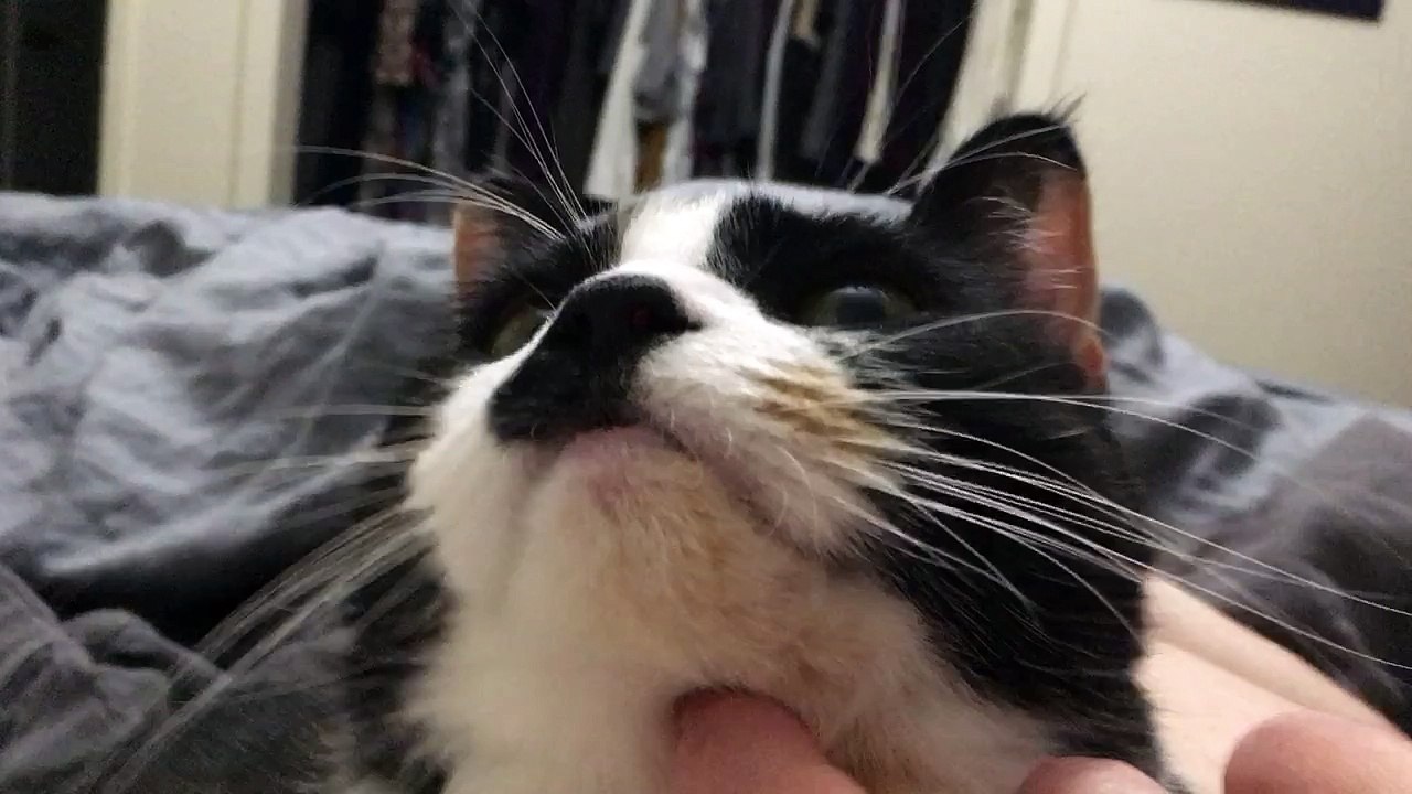 Luna the Chin Flexer is back and she has a new trick!