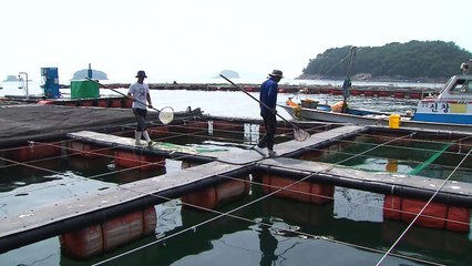 '귀어'로 새로운 인생...국내 첫 귀어학교 개교 / YTN