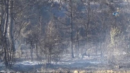 Tarım Arazisinde Başlayan Yangında 15 Hektar Alan Zarar Gördü