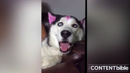My dog enjoying a massage.