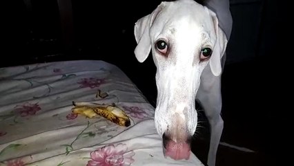 My Marshall the beautiful dog who loves bananas