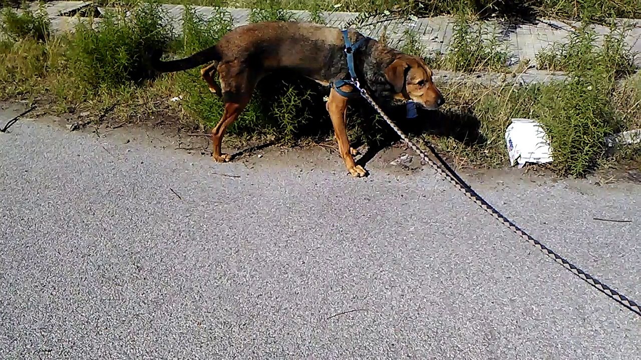 i Due Compari