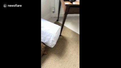Bossy sausage dog gets himself stuck in laundry basket then demands to be let out