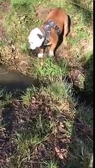 dog scared to jump over small stream of water