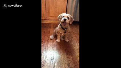 Adorable dog is too excited to roll over