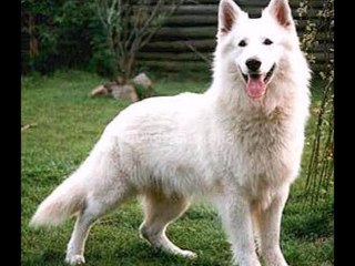 pastor aleman blanco