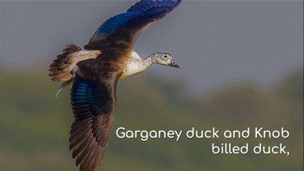 Garganey duck and Knob billed duck