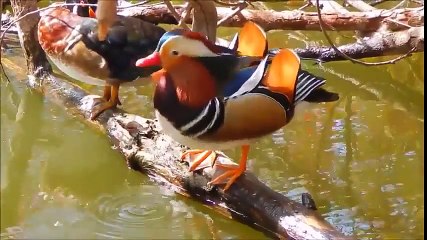 Mandarin duck