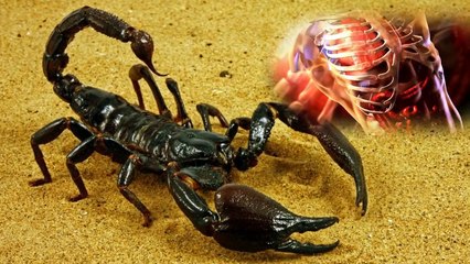 Bu Hayvanı Yakalayabilirseniz, Milyoner Olabilirsiniz - Herkes Bunları peşinde.