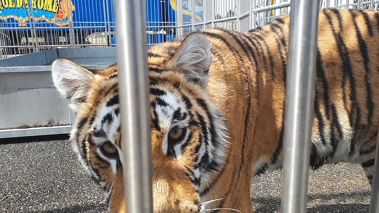 tigres et lions du cirque rome dans la piscine en  Haute-Savoie