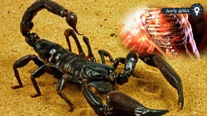 إذا استطعت اصطياد هذا الحيوان سوف تصبح مليونيراً فوراً !!