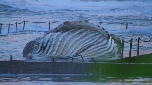 Une énorme baleine retrouvée échouée à Newport Beach Ocean, Sydney