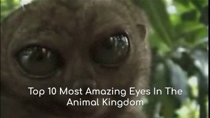 Top 10 Most Amazing Eyes In The Animal Kingdom