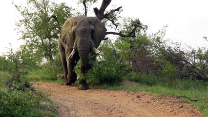 Incredible video shows couple’s tense standoff with big elephant bull
