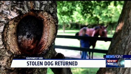 Family Discovers Their Dog Has Been Leading a Double Life