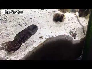 Birbirlerine Gıcık Olan Komşular Gibi Habire Olay Çıkartan Balıklar