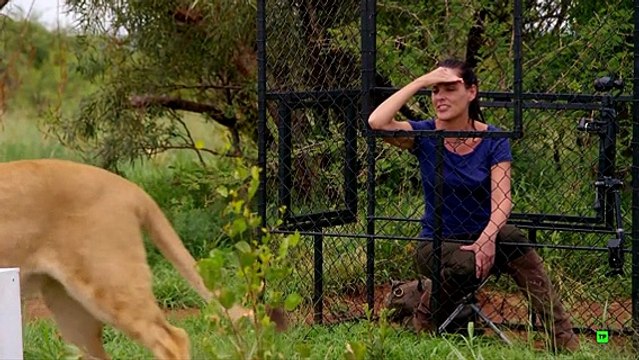 Felinos (cap 3) -documentales animales,documental animales,animales salvajes,animales,naturaleza,documentales naturaleza,documental naturaleza,documentales de animales,documentales de leones,animales salvajes de africa