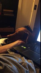Hilarant : ce chien demande des caresses à son maître